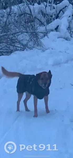 Пропала собака на Красной площади, Москва - photo
