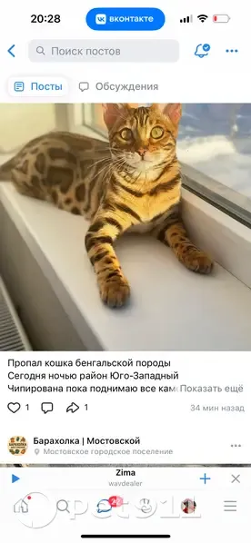 Пропала кошка, Мостовской, Краснодарский край - photo