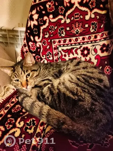 Кошка найдена, Центральная ул., Васильково - photo