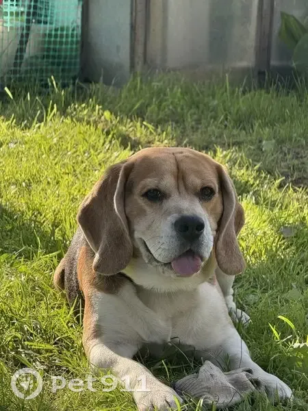 Пропала собака, Артёмовский, Свердловская - photo
