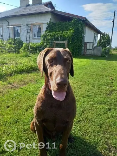 Пропала собака, Славинск, Калининград - photo