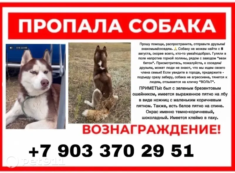Пропала собака, Волгоград, обл. - photo