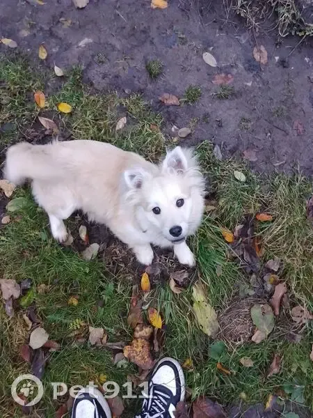 Пропала собака, ул. Гагарина, Кудеярово - photo