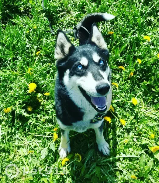 Пропала собака, 3-й проезд 61, Иваново - photo