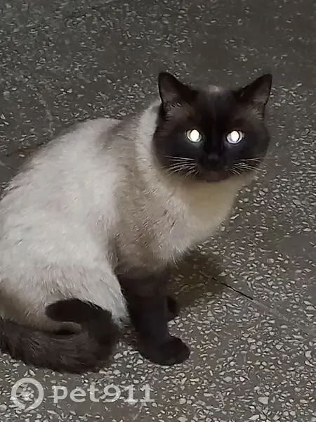 Кошка найдена на Угрюмова, 2, Томск - photo