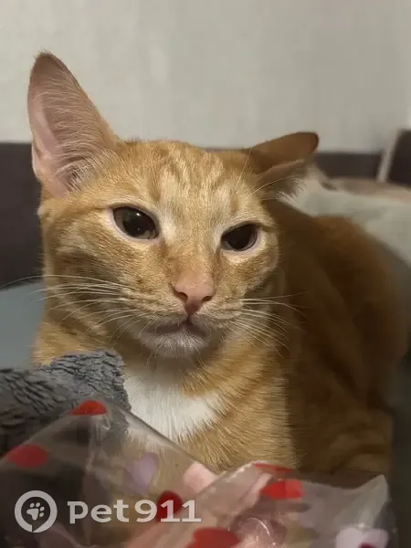 Пропала кошка на Сиреневом бульваре, 9 - photo