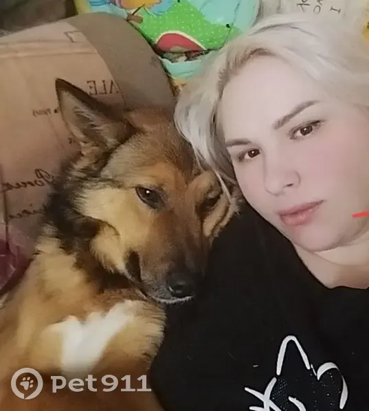 Пропала собака, ул. Крейсера Варяг, 8 - photo