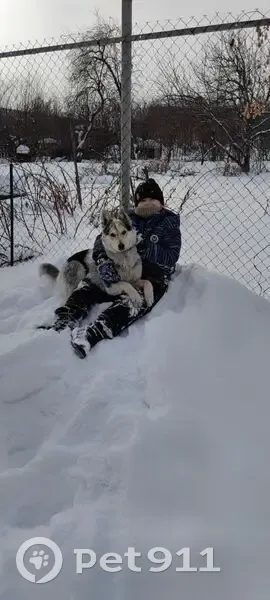 Пропала собака на 18-м проезде, Челябинск - photo