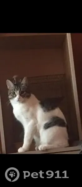 Пропала кошка, Красноармейская 78, НТ - photo