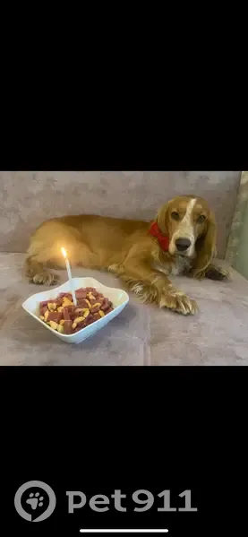 Пропала собака, Никитская ул., Старый Оскол - photo