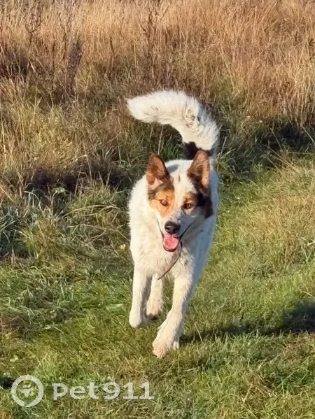 Пропала собака на Пролетарской 2Б, Месягутово - photo