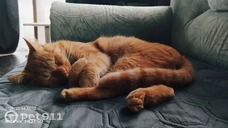 Пропала кошка в Аннино, МО - photo