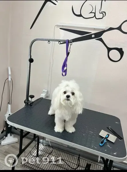 Пропала собака, ул. Кирова, Казанское - photo