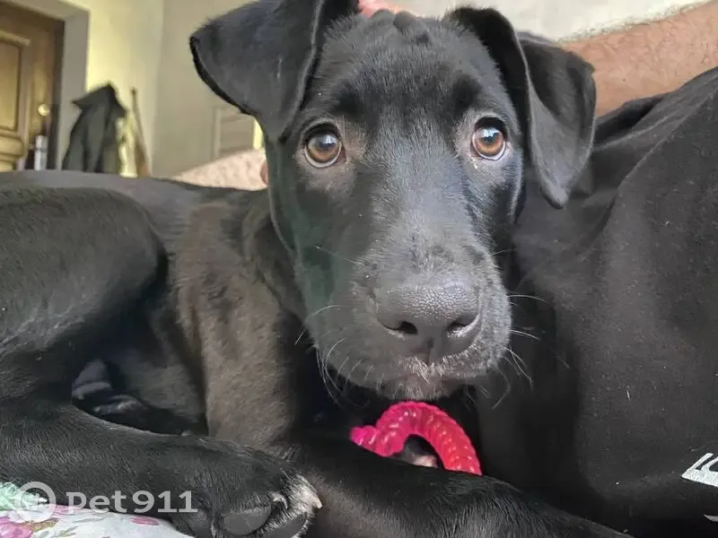 Найдена собака! Ставрополь, ул. Бурмистрова, 99А - photo