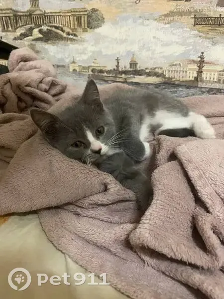 Пропала кошка, Минская ул. 5, Пенза - photo