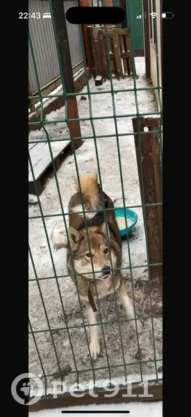 Пропала лайка в Уфе, Башкирия - photo