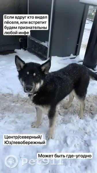 Пропала собака на Московском проспекте - photo