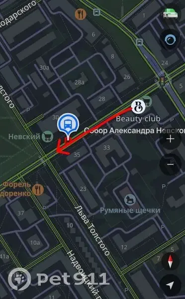 Собака на пр. Невского, Петрозаводск - photo