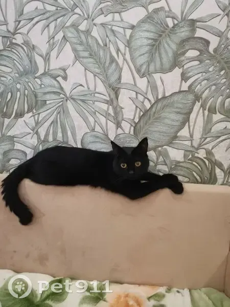 Пропала чёрная кошка, Армавирская 9, Волгоград - photo