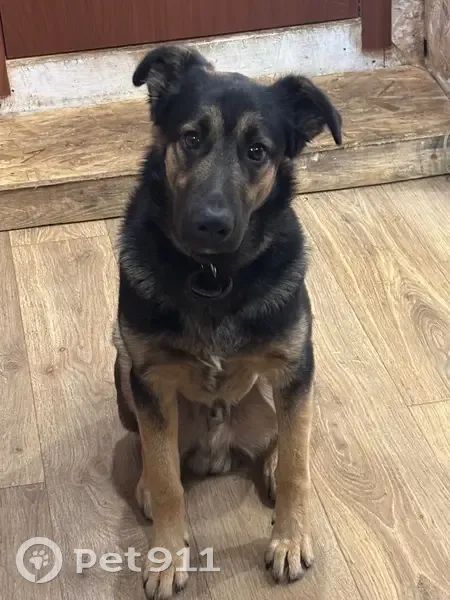 Пропала собака, ул. Туполева, 58/28, Тверь - photo