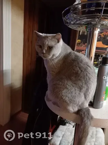 Пропала кошка на ул. Добролюбова, Ставрополь - photo