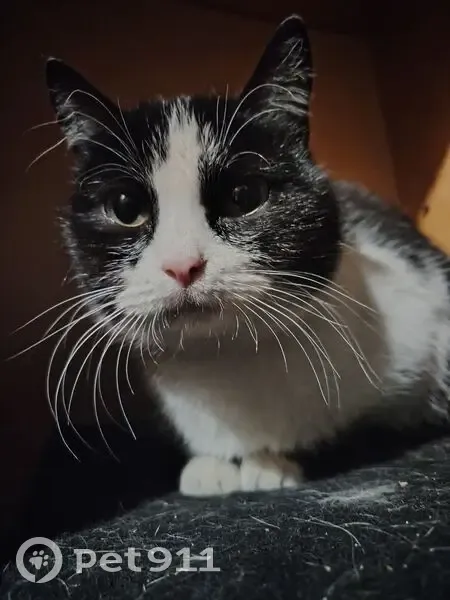 Пропала кошка на Войкова, 92Б, Кисловодск - photo