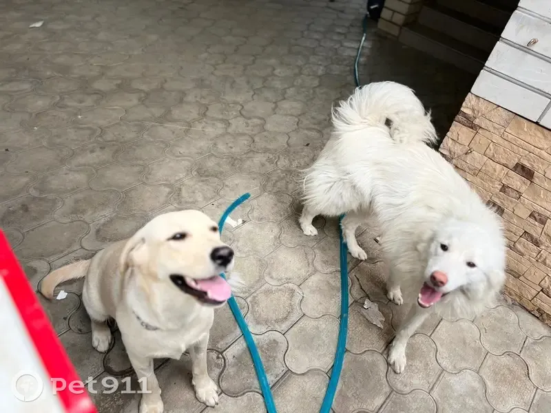 Пропала собака, Новотитаровская, Краснодарский край - photo