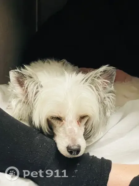 Пропала собака, ул. Козлова, 9, Апатиты - photo