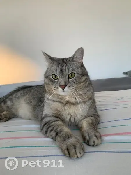 Пропала кошка, с. Ягодное, Самарская обл. - photo