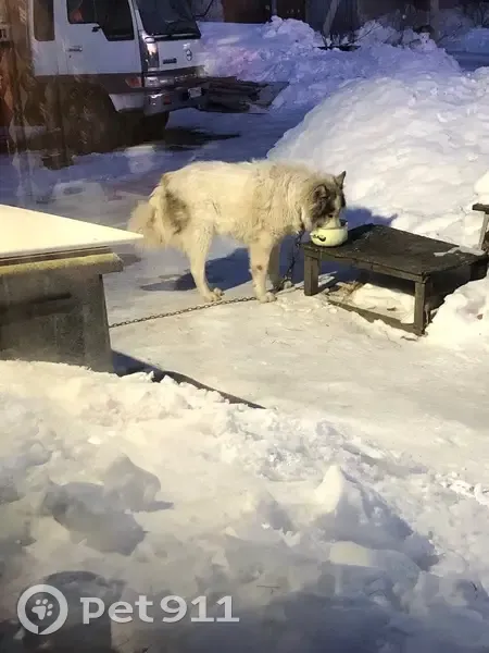 Пропала собака, Хабаровск, Хабаровский край - photo