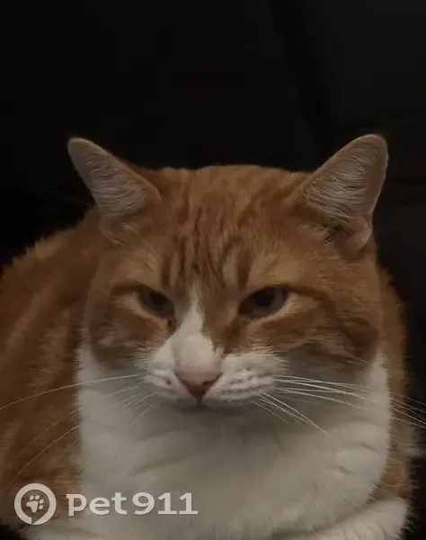 Пропал кот на Красноармейской, 6 к1 - photo