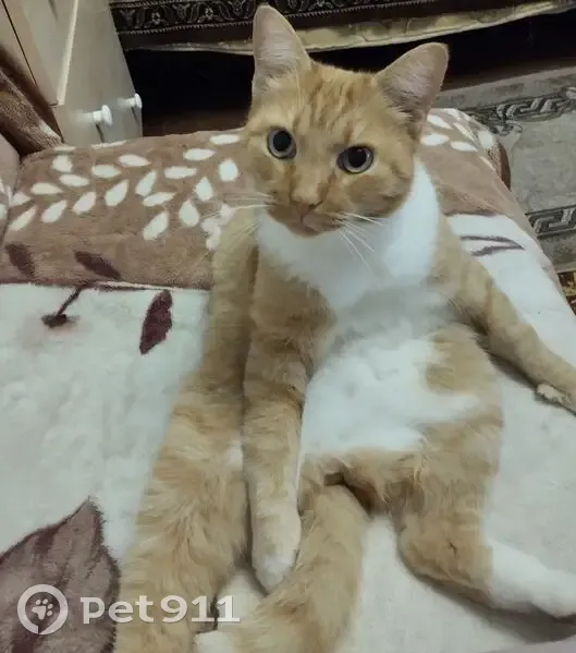 Пропала кошка, Советская 41, Петрозаводск - photo