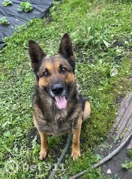 Пропала собака, Донской, Тульская обл. - photo