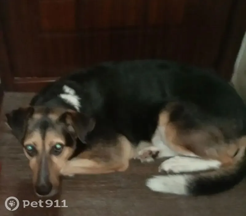 Пропала собака, пр. Мира 25 к1, В. Новгород - photo