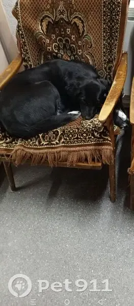 Пропала собака на Авангардной, 18, Омск - photo