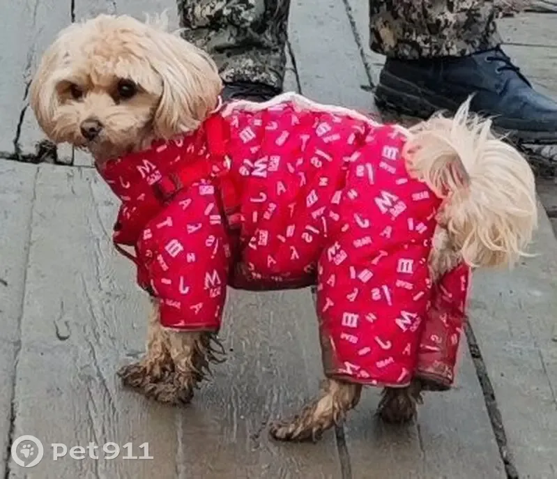 Пропала собака, Южная ул., Екатеринбург - photo