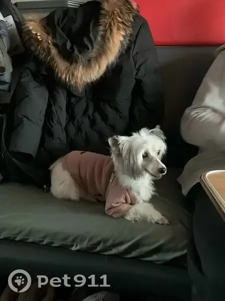 Пропала собака Берта, ул. Козлова 9, Апатиты - photo