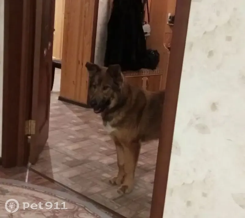 Пропала собака, ул. Мелиораторов 37 - photo