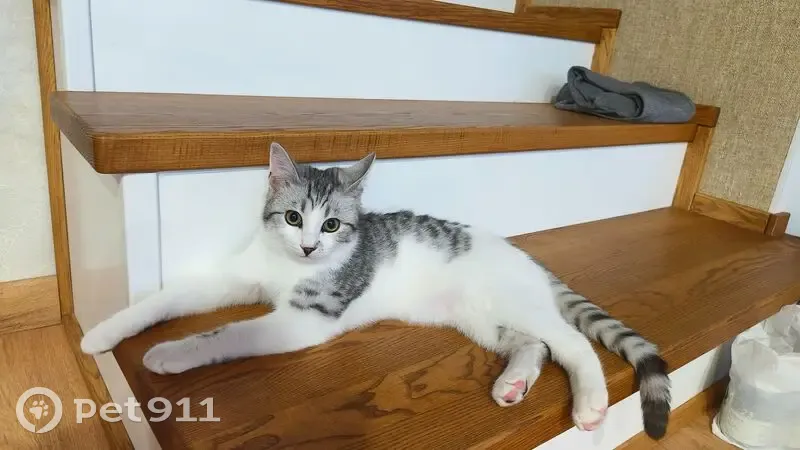 Пропала кошка, 1-я Земляничная, 4, Астрахань - photo