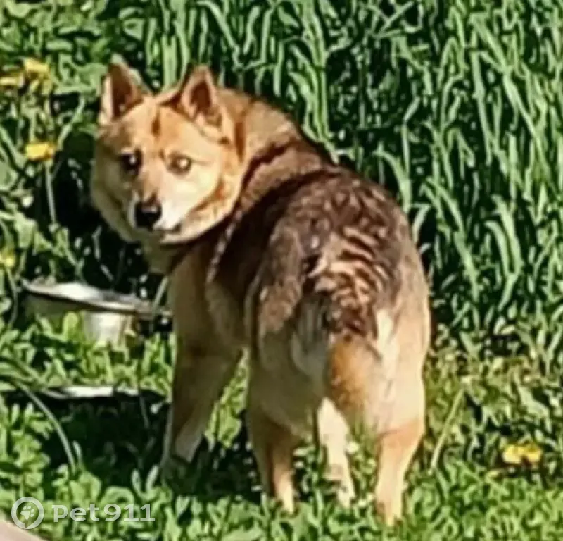 Пропала собака, Богашёво, Томская обл. - photo