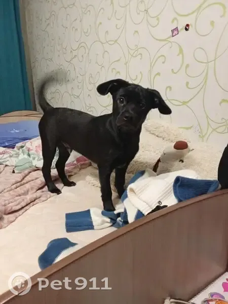 Пропала собака, Пермская 16б, Нижневартовск - photo