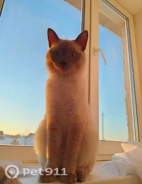 Пропала кошка, Верхняя Тура, Свердловск - photo