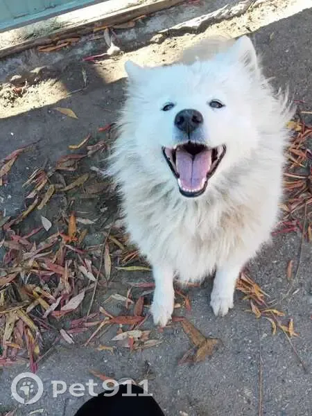 Пропала собака, Староминская, Кавказ - photo