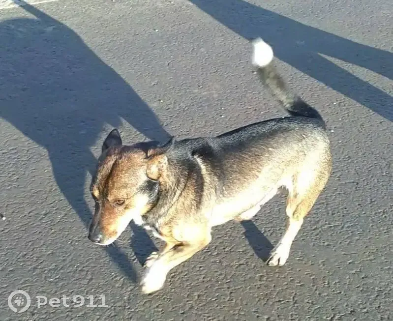 Пропал пёс Лёлик, 2-й Уметский, Саратов - photo