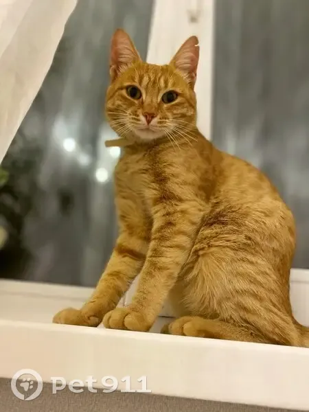 Пропала кошка, Семёнов, Нижегородская обл. - photo