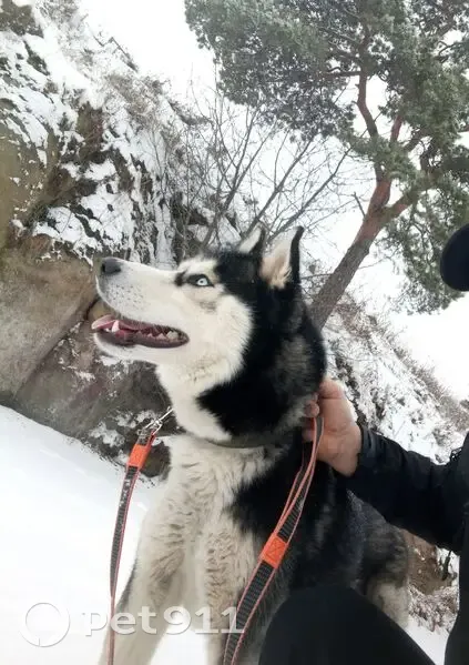 Пропала собака, ул. Карла Маркса, 62 - photo