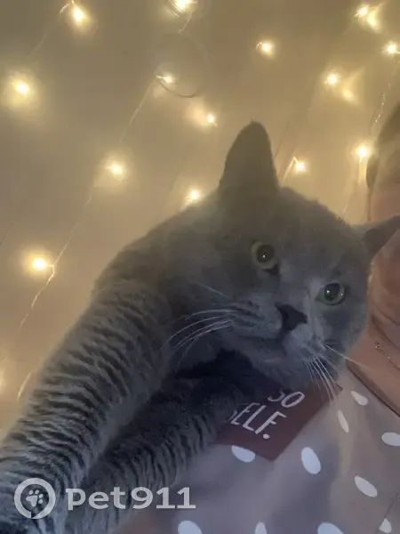 Пропала кошка, Садовая ул. 137, Суходол - photo