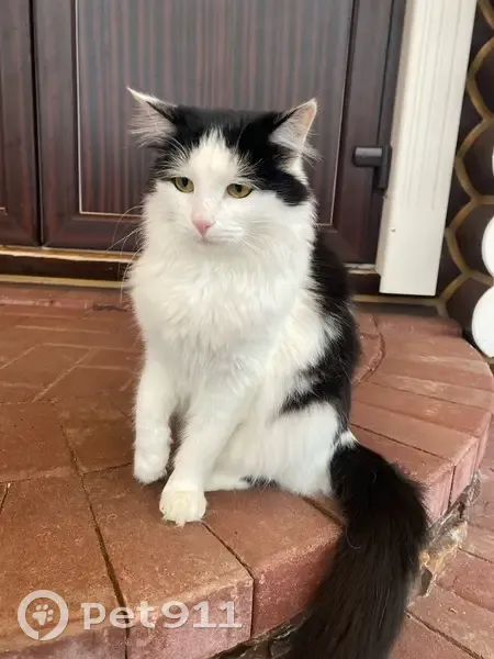 Пропала кошка, ул. Островского 64, Павлово - photo