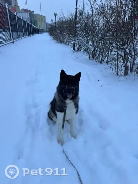 Пропала собака в Подпорожье, Ленобласть - photo