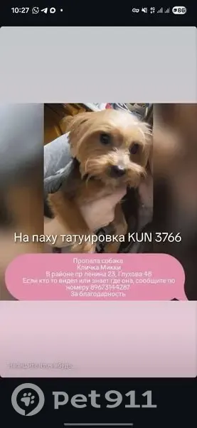 Пропала собака, пр. Ленина, Новороссийск - photo